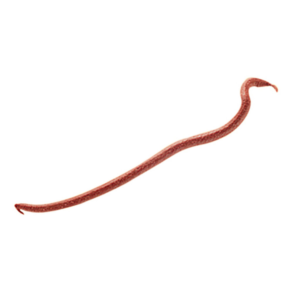 Berkley Gulp Extruded Earthworms Red - DLC Marine Services